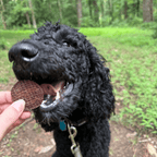 Beef Chips Dog Treats Single-Ingredient Healthy Treats for Dogs