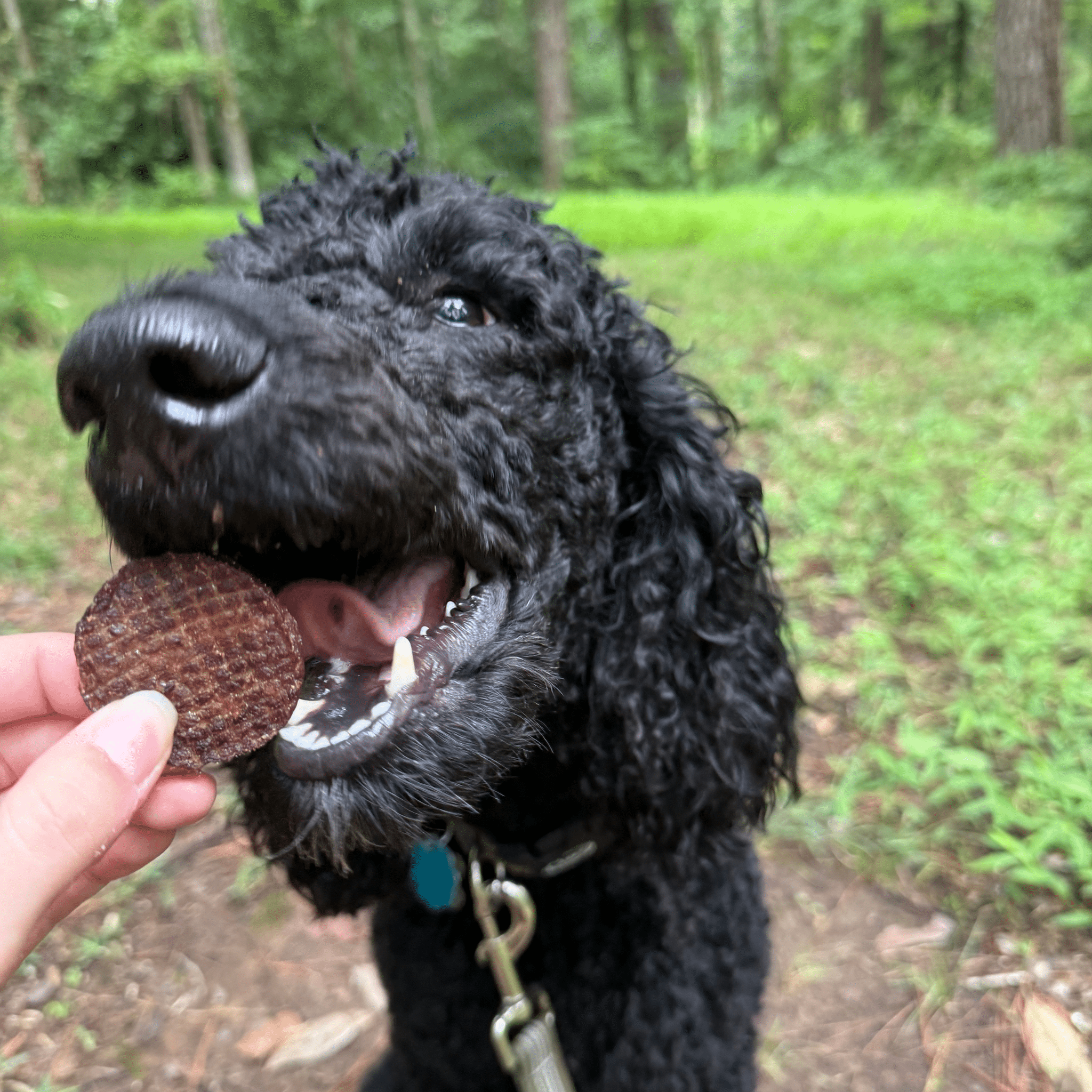Beef Chips Dog Treats Single-Ingredient Healthy Treats for Dogs