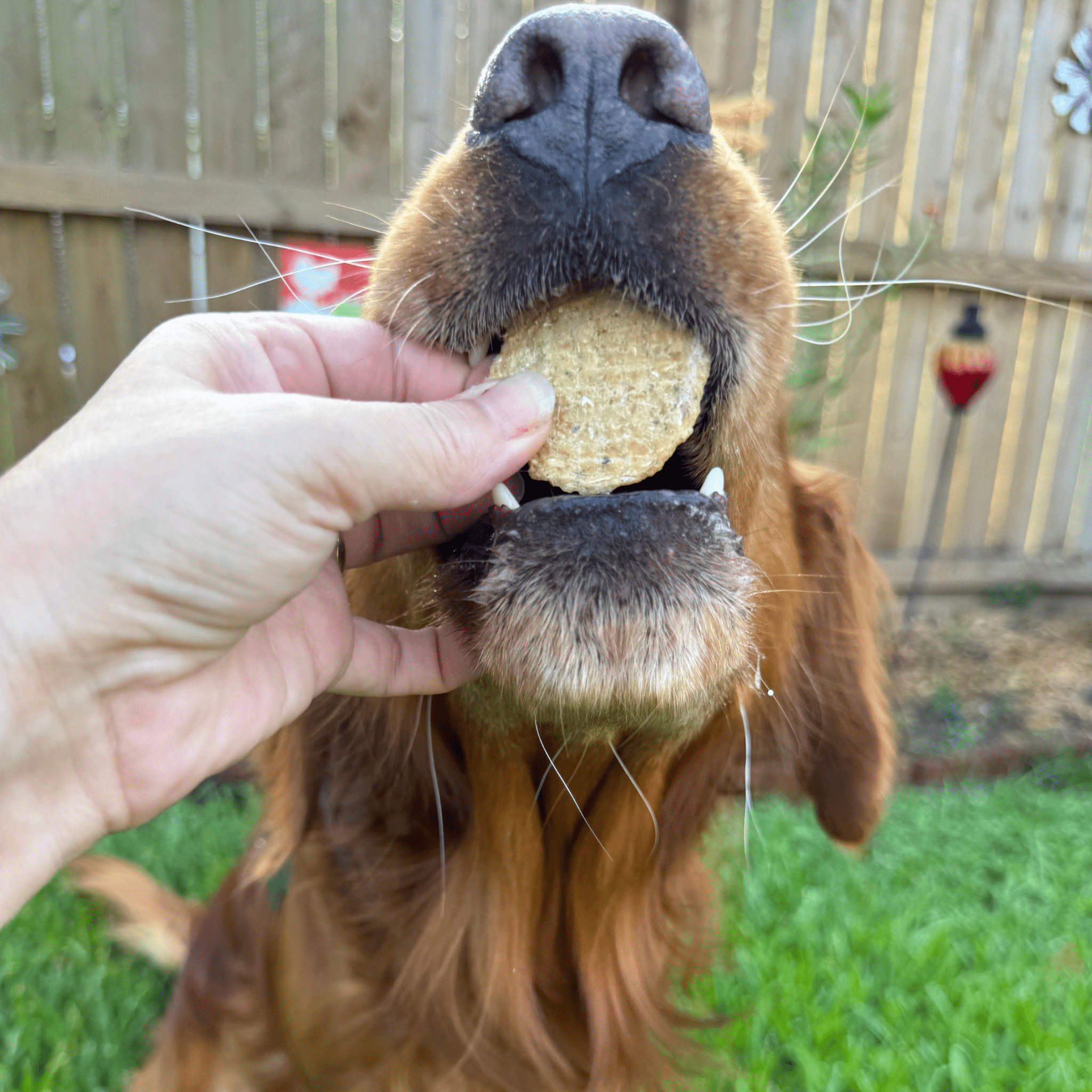 Fish Chips for Dogs Wild-Caught Fish Dog Treats