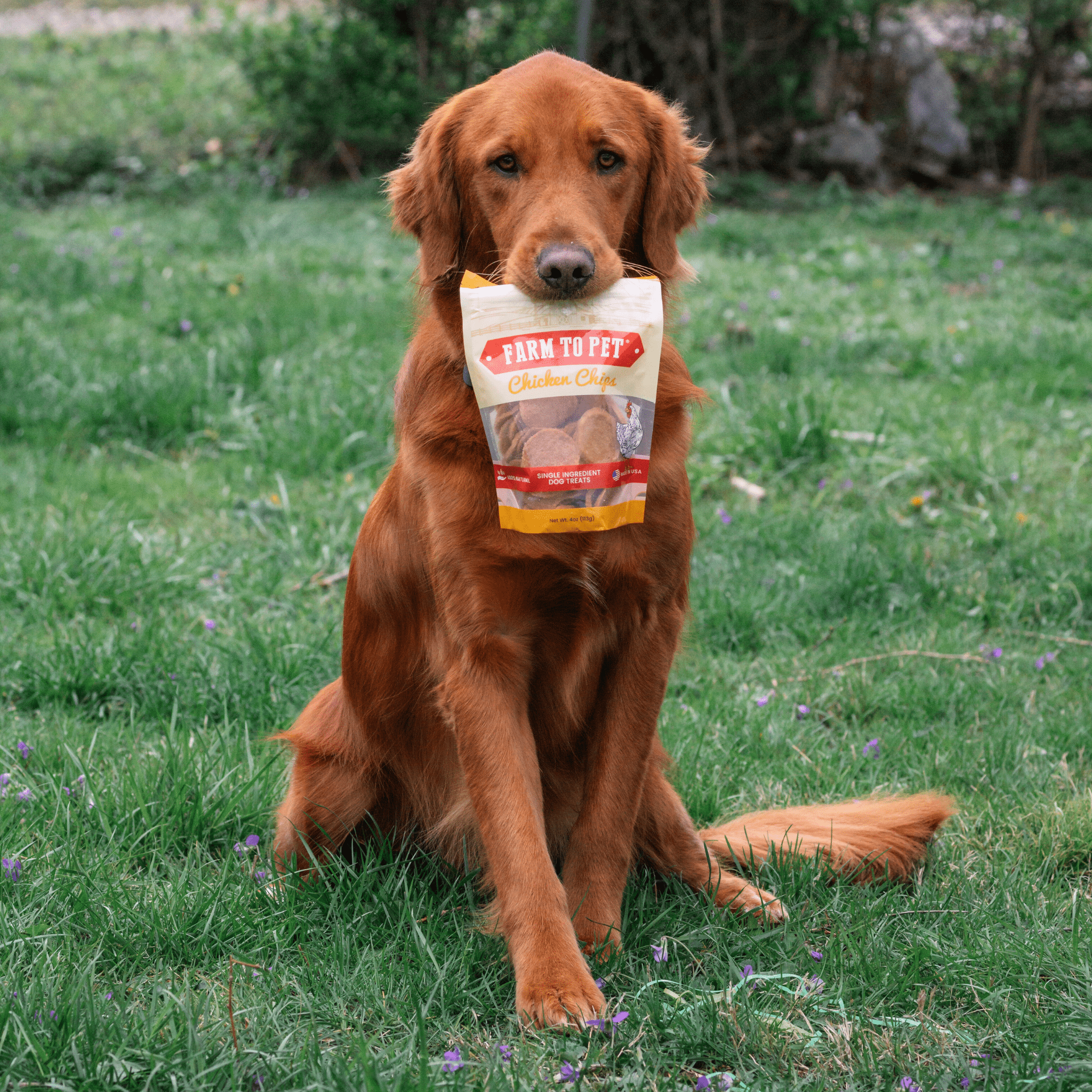 Chicken Chips for Dogs All-Natural Single-Ingredient Dog Treats