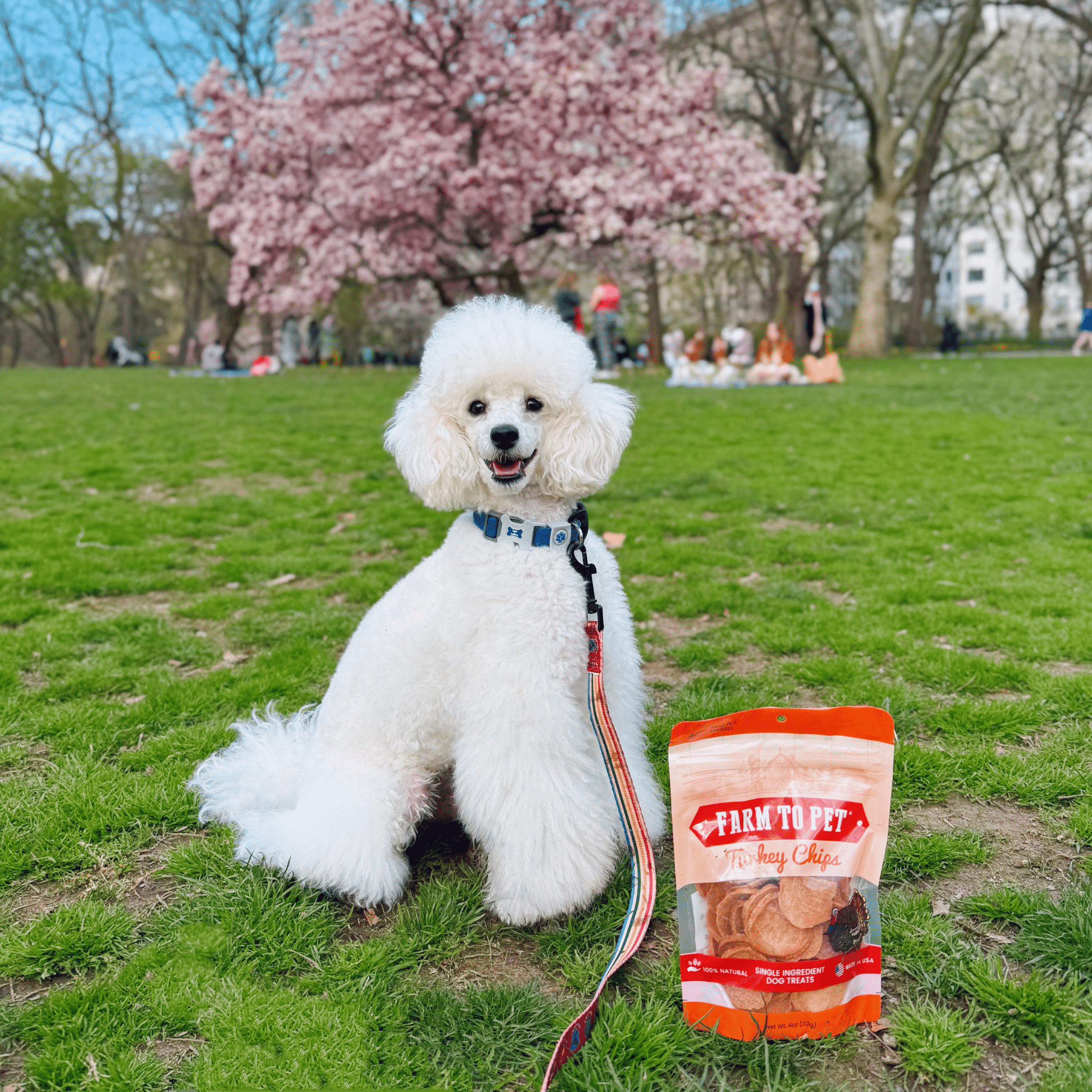 Turkey Chips for Dogs All-Natural Single-Ingredient Healthy Dog Treats