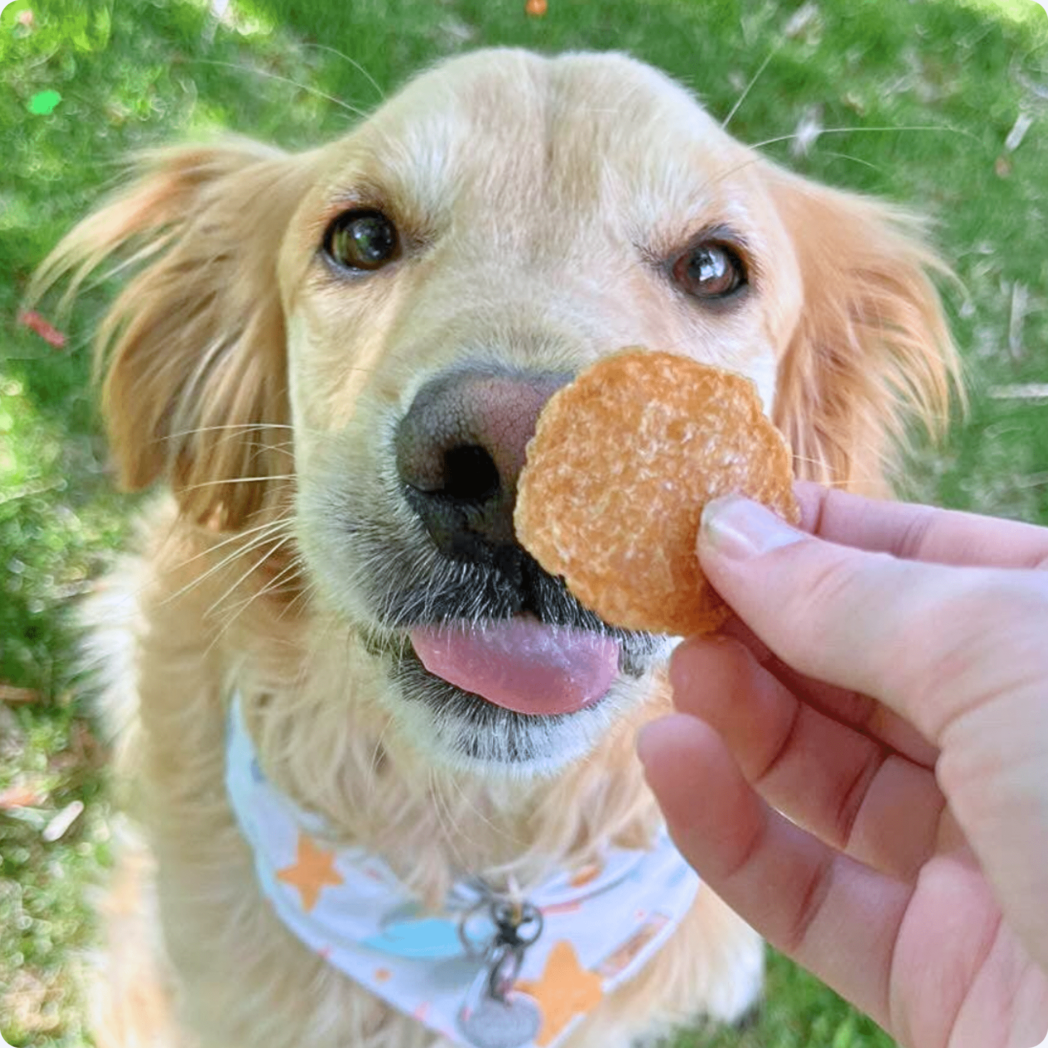 Chicken Chips for Dogs All-Natural Single-Ingredient Dog Treats