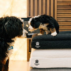 Orthopedic Dog Bed