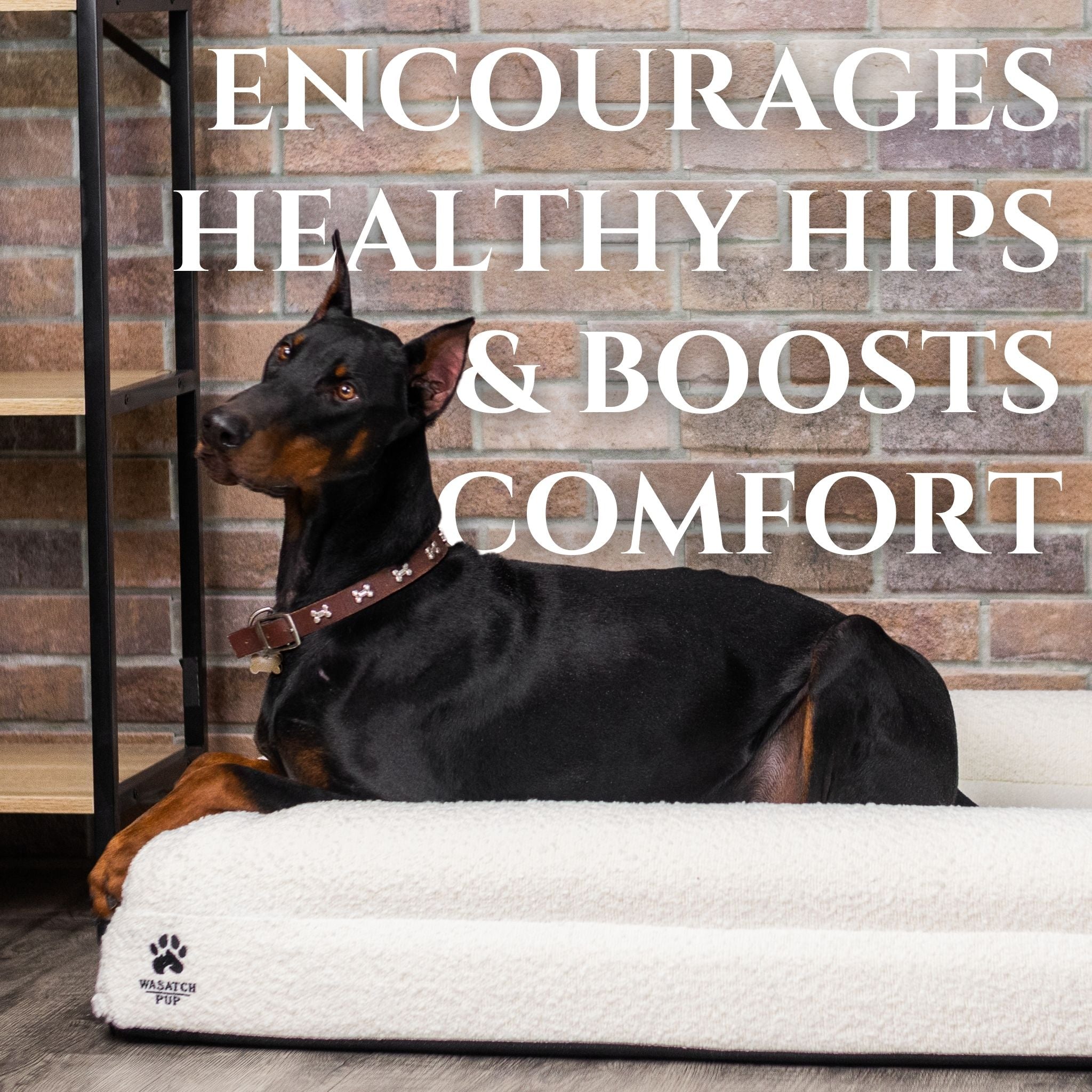 Orthopedic Dog Bed
