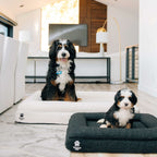 Orthopedic Dog Bed