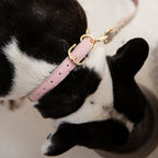 LEATHER DOG COLLAR - AIR TAG HOLDER