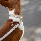 LEATHER DOG COLLAR - AIR TAG HOLDER