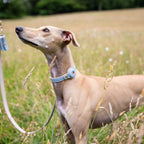 LEATHER DOG COLLAR - AIR TAG HOLDER