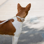 LEATHER DOG COLLAR - AIR TAG HOLDER