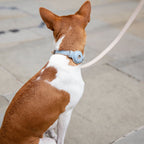 LEATHER DOG COLLAR - AIR TAG HOLDER