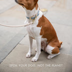 LEATHER DOG COLLAR - AIR TAG HOLDER
