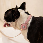 LEATHER DOG COLLAR - AIR TAG HOLDER