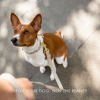 LEATHER DOG COLLAR - AIR TAG HOLDER